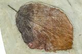 Plate with Two Fossil Leaves (Two Species) - Montana #377902-2